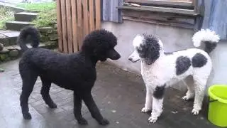 Pudel - Power