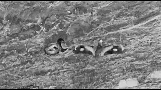 Python caught a scrub hare and is now trying to eat it while watched by thicknee 9/26/25