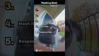 Ranking Best Pibble Videos #shorts