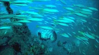 Goliath Groupers on the Esso Bonaire