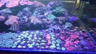 #terumbu karang : Zoa Garden di toko ONE WAY REEF jl. Sumenep No.185-187 Jakarta Pusat😍😍😍😍😍😍😍