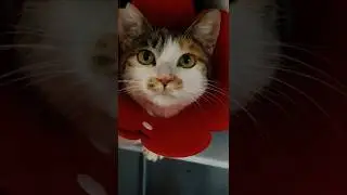 straciliśmy Bellę