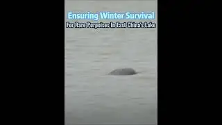 Ensuring winter survival for rare porpoises in east China's lake#fyp #fypシ #china #environment