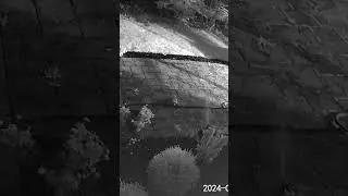 Rabbit vs sprinkler #pestcontrol #safepestcontrol #rabbit