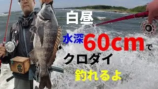 白昼水深60cmの前打ちクロダイが面白い