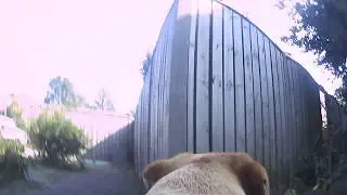 charley lopen .........dog cam