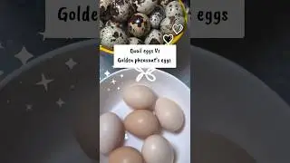 Quail eggs vs golden pheasants eggs from Marzi&rsquo;s garden/healthy breakfast