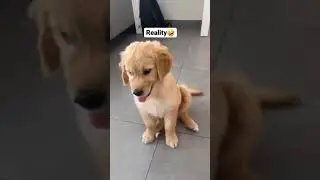 Cute dog 🐕🐕 viral tiktok video | 🐈 viral video | Animal lover #Dog #Cat #shorts