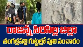 🐅🚨 Tiger Movement Spotted in Thangallapalli Hills, Rajanna Sircilla District! High Alert😱🌲🔥 | @6TV