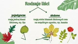 Liść