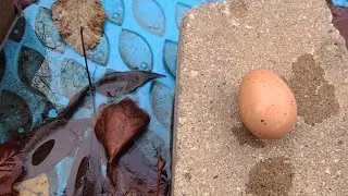 First egg from the BAO flock 2.0