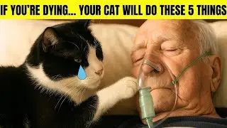 The Secret Goodbye Ritual Cats Perform When They Think You&rsquo;re Dying