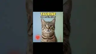 Taurine - Essential for cats 😺 #cat #pets #vet #youtubeshorts #shorts #petcare #catcare #youtube