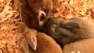 Momma Bunny and Baby Bunnies eating greens together