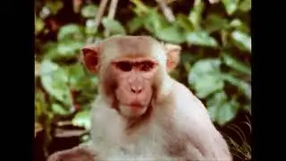 Rhesus Monkeys of Santiago Island, Puerto Rico, 1966