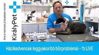 Házikedvencek leggyakoribb bőrproblémái - fb LIVE