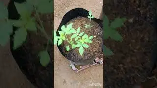 Молодые томатные кусты крепко растут 🌱 | Выращивание томатов на ранних стадиях