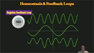 FeedbackLoops