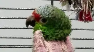 Mikey -  Red Lored Amazon