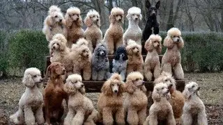 Gu&iacute;a m&aacute;xima de perros documental completo