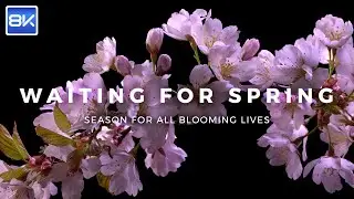 [8K HDR DEMO] Waiting for Spring