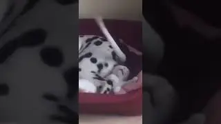 Dog's Wagging Tail Hits Cat In Face!!!!!Funny!!!!!