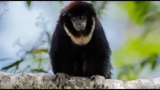 Collared Titi&mdash;A Titi Monkey of Many Names