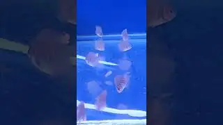 Artemia Nauplli X Live food Witch is BEST for Baby Fish? #shorts #fish aquarium