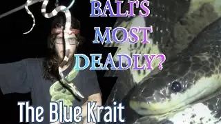 Bali's silent snake killer - THE MALAYAN KRAIT
