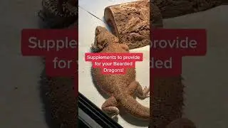 SUPPLEMENTS Reptiles NEED #Shorts