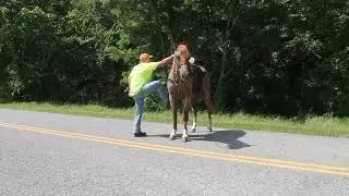 Soda Pop Super duper broke gelding for sale at McNatt Farms