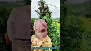 Hydrogen Balloon Pine Cone Harvest: Risk & Survival