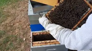 1&egrave;re introduction et 1er &eacute;chec,  une cellule royale oubli&eacute;e ...