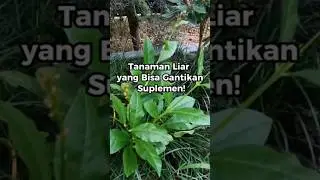 Rahasia Ginseng Jawa: Tanaman Liar Penambah Stamina Alami! #shorts #alammanfaatnya #gingsengjawa