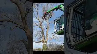 Machine Makes Tree Removal EASY