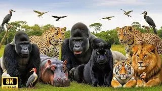 Rare Wild Animals living in the Congo River Basin - 8K ASMR