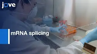 Minigene Tool to study mRNA splicing changes | Protocol Preview