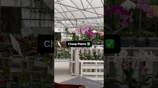 Cheap Plants 2025 | Plant Nursery Tour | Rare Plants, Anthurium Hybrids and much more #cheapplants
