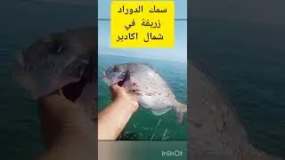 سمكة الدوراد او زريقة او الملكة شمال اكادير كاب غير #صيد #بحر #الصيد