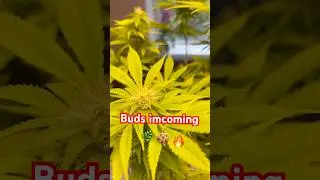 Purple Cookie Kush Stacking Up! 🌿🔥 (Day 23 Flower) #shorts