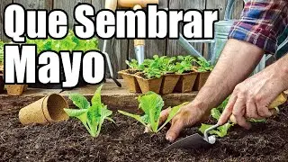 Que sembrar en Mayo! || Cultivos MAYO || Calendario de siembra || 2024 || Bananafabric