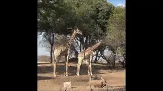21 days in Africa Part 11 Russell Outdoor Guides