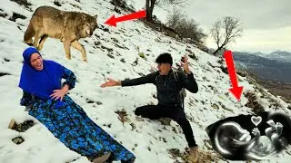 What will happen to a pregnant mother in the mountains? Wolf tracks🐺🐾