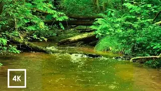 Soothing Forest Stream & Birdsong | Deep Calm Nature Sounds for Stress Relief (2H ASMR)