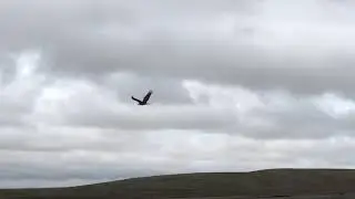 Golden Eagle with six-foot wingspan