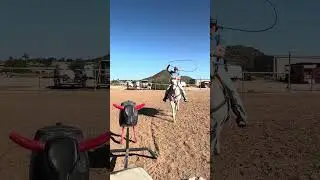 Dutch 12 yo grade gelding for sale 7500 in AZ