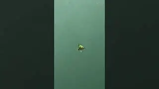 Baby Roosterfish on the boatlights