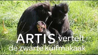 Dierverzorger Nathalie bij de zwarte kuifmakaken - ARTIS vertelt #6