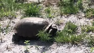 Florida In Focus - Pine Island Field Restoration