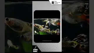 #БорьбаСКомарами